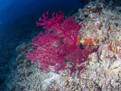 【科研进展】beat365正版唯一入口必一海洋药物研究院科研团队在西沙发现柳珊瑚新物种